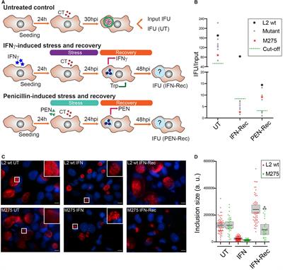 Ptr/CTL0175 Is Required for the Efficient Recovery of Chlamydia trachomatis From Stress Induced by Gamma-Interferon